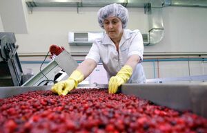 Плодово-ягодный комбинат стоимостью 43 млрд тенге работает в Алматинской области
