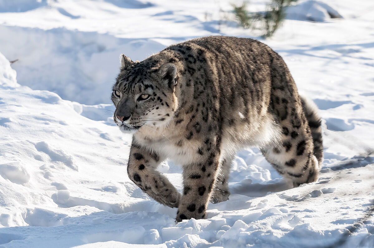Сколько живут снежные барсы. Снежный Барс uncia uncia. Ирбис (снежный Барс) uncia uncia. Ирбис горный леопард. Снежный Барс (Ирбис, снежный леопард).