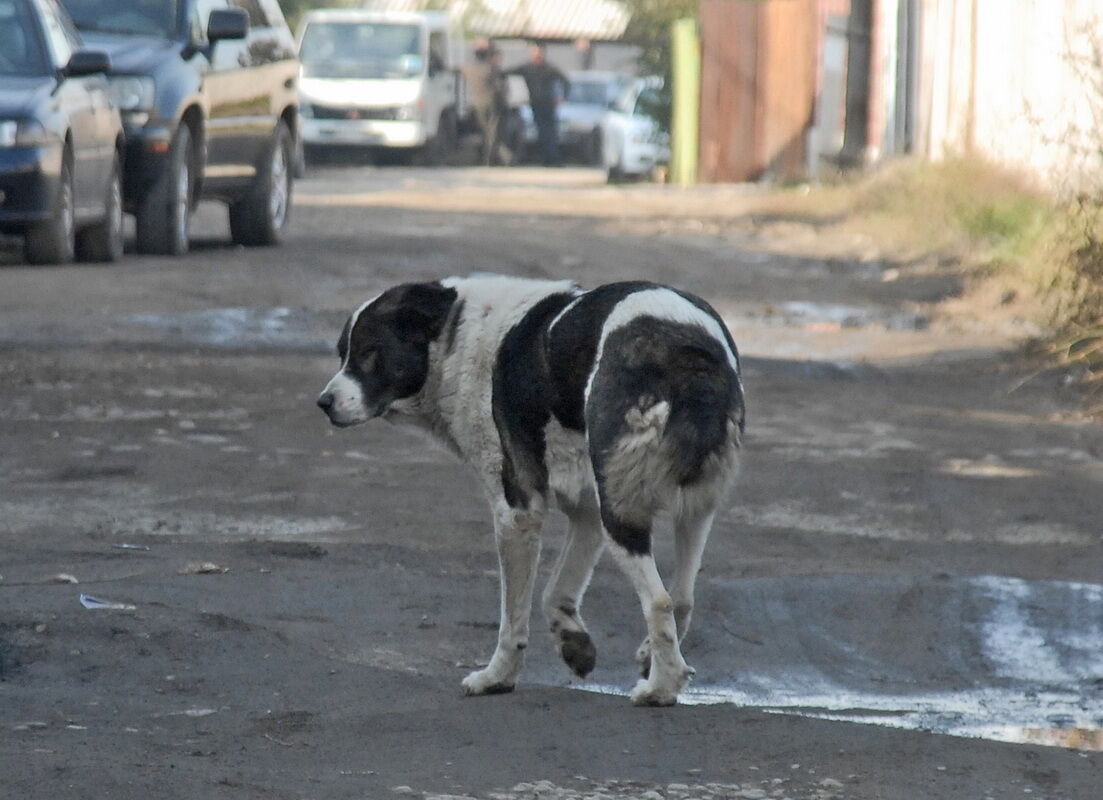 Живите пока