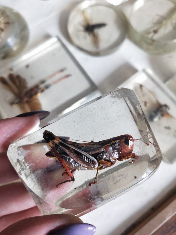 А бабочка крылышками - бяк! – Фото №4