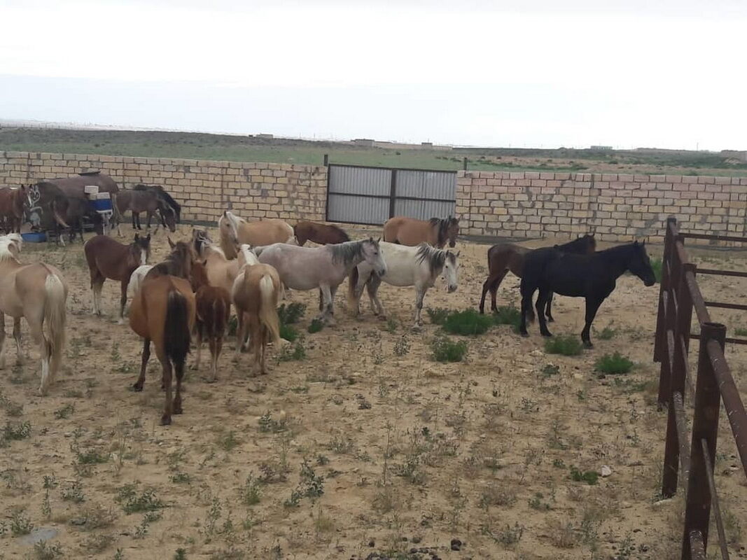 Клумбы были вкусные