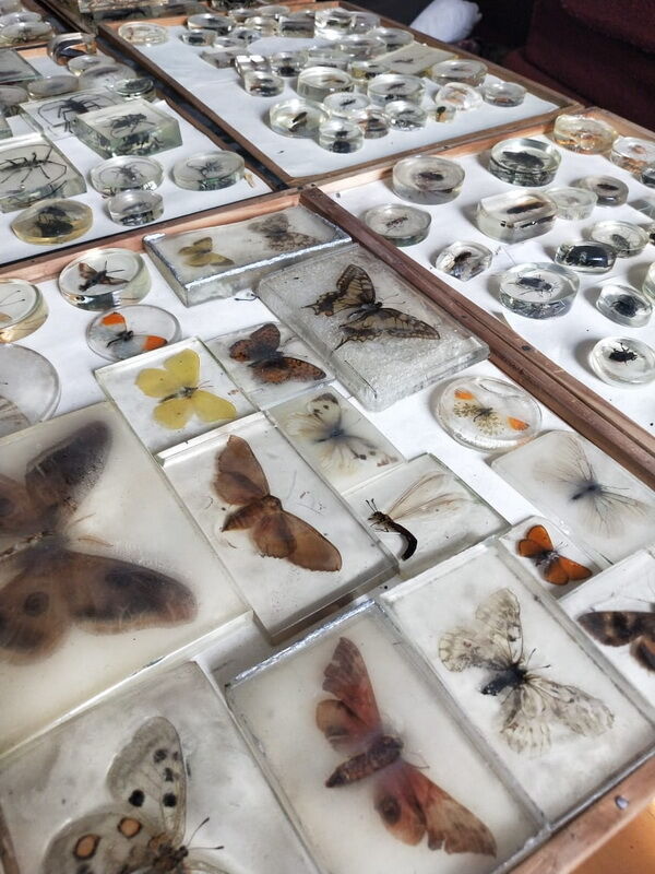 А бабочка крылышками - бяк! – Фото №2