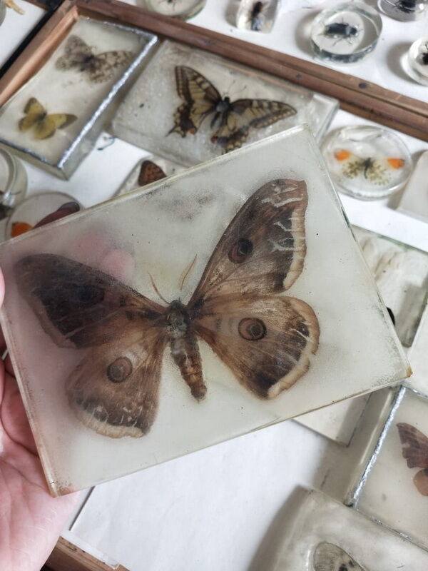 А бабочка крылышками - бяк! – Фото №1