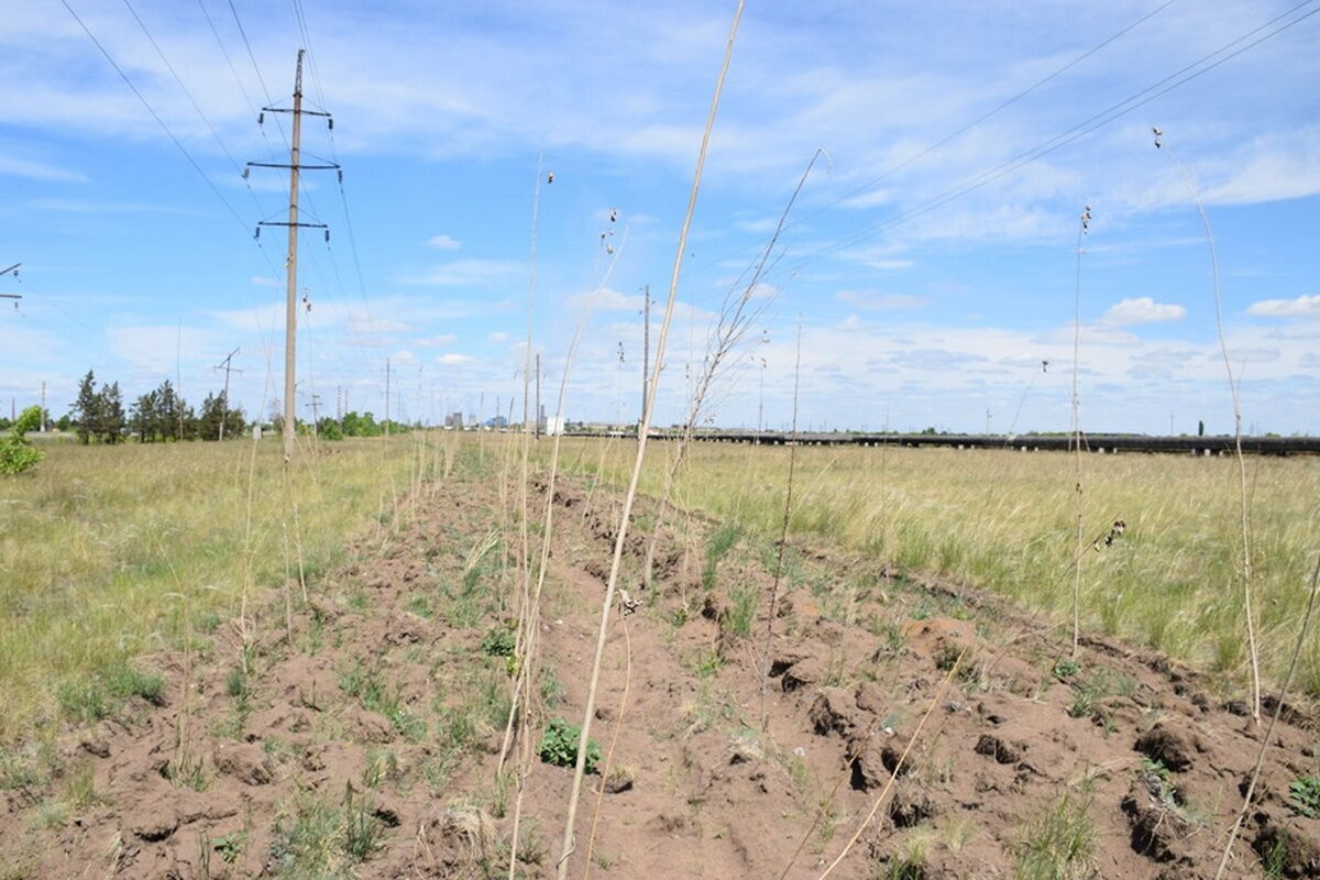 Неприживаемые