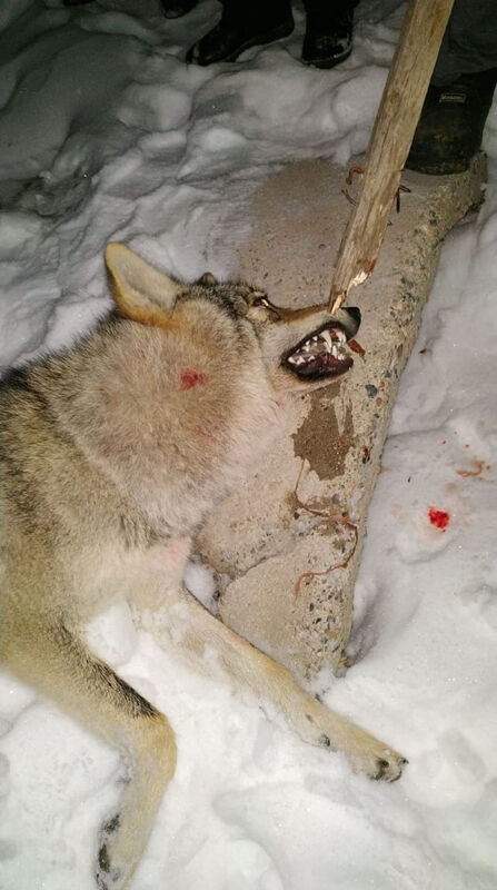 Волк напал на сельчанина в Алматинской области