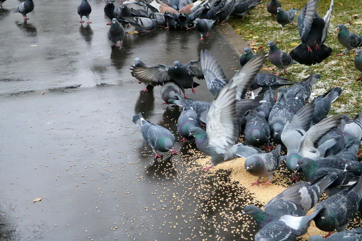 Почему кормят голубей. Покорми голубей. Голуби на улице. Голубь подкармливаем. Кормовые голуби.