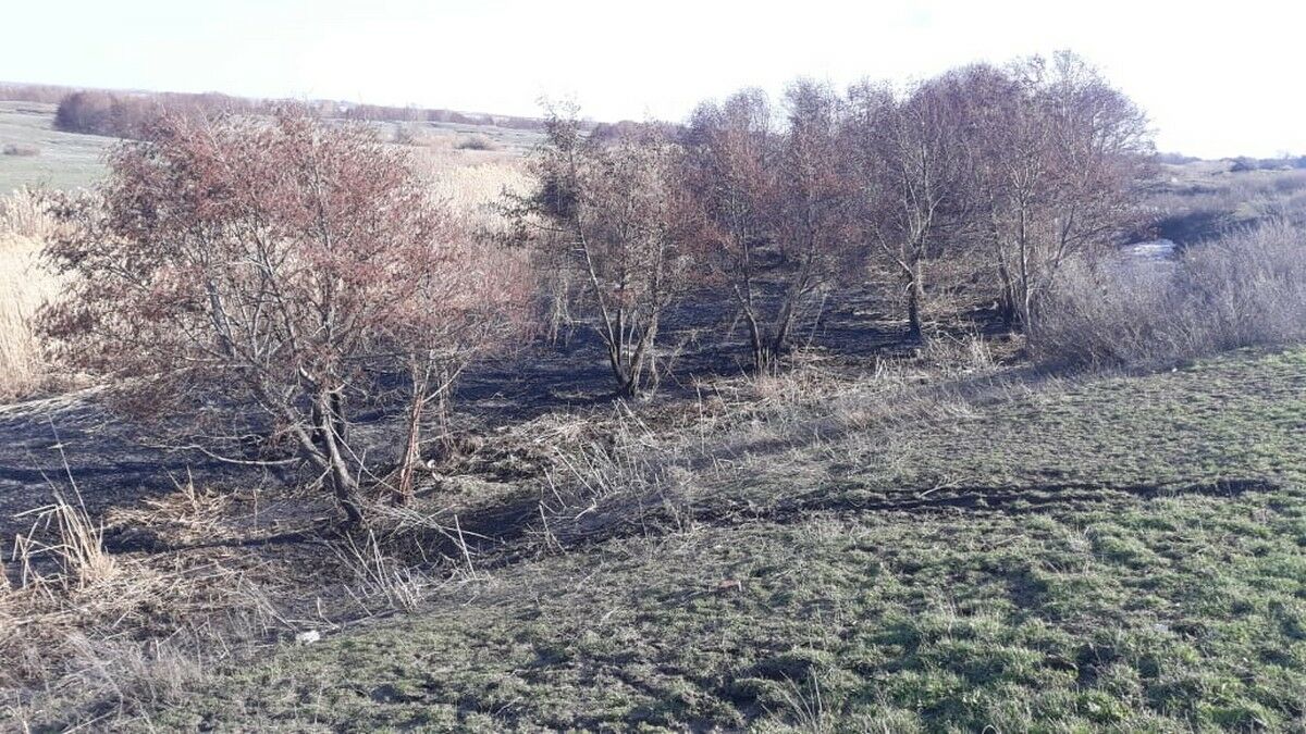 Горел камыш, деревья гнулись