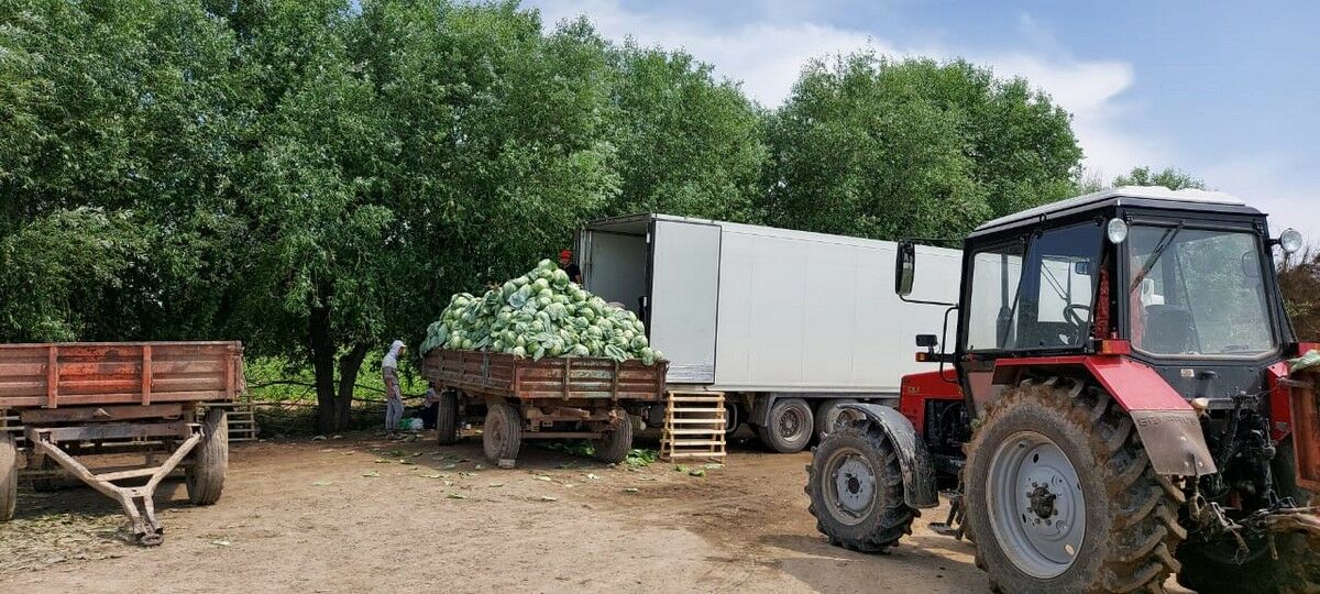 Всем по кочану