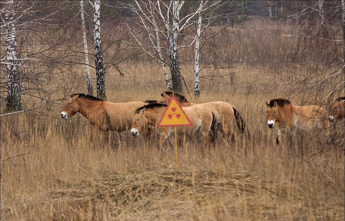 Тайна чернобыльских лошадей