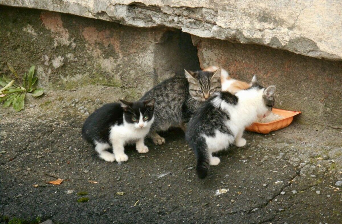 Фото бездомных кошек на улице