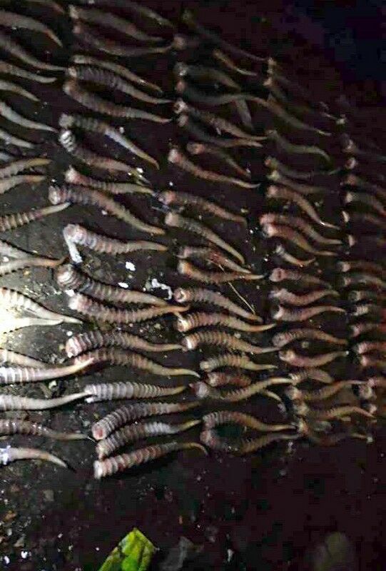 Сайга, рога и одинокий кабан