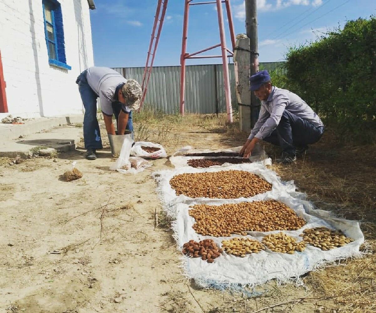 Фруктовый проект