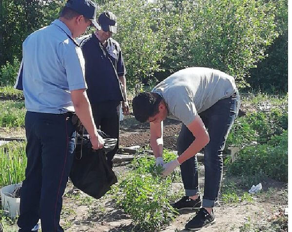 Трава у дома