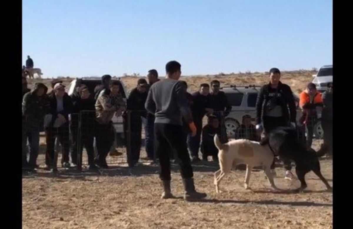 Дикие забавы