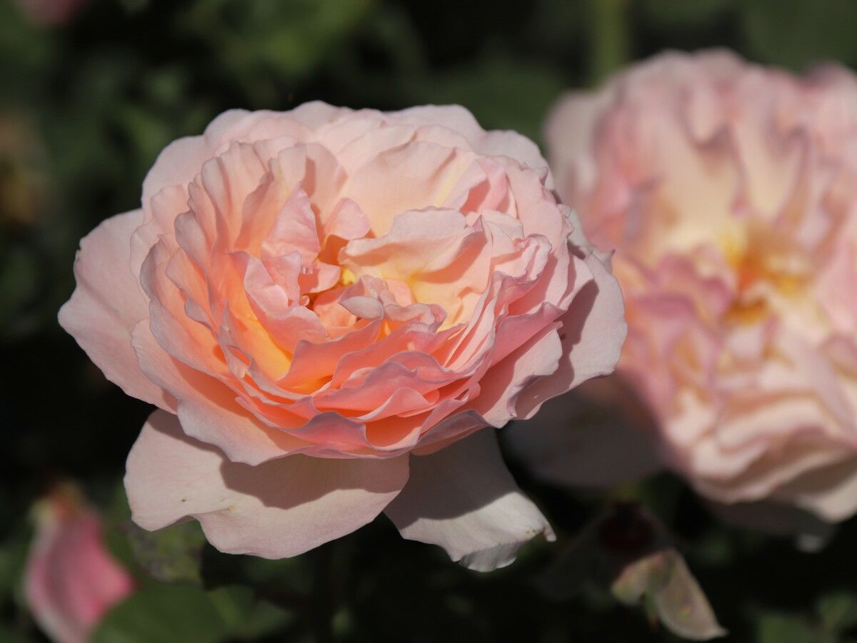 Королева роз – Фото №7