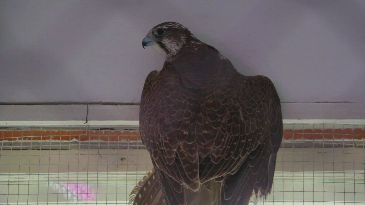 Вольные птицы