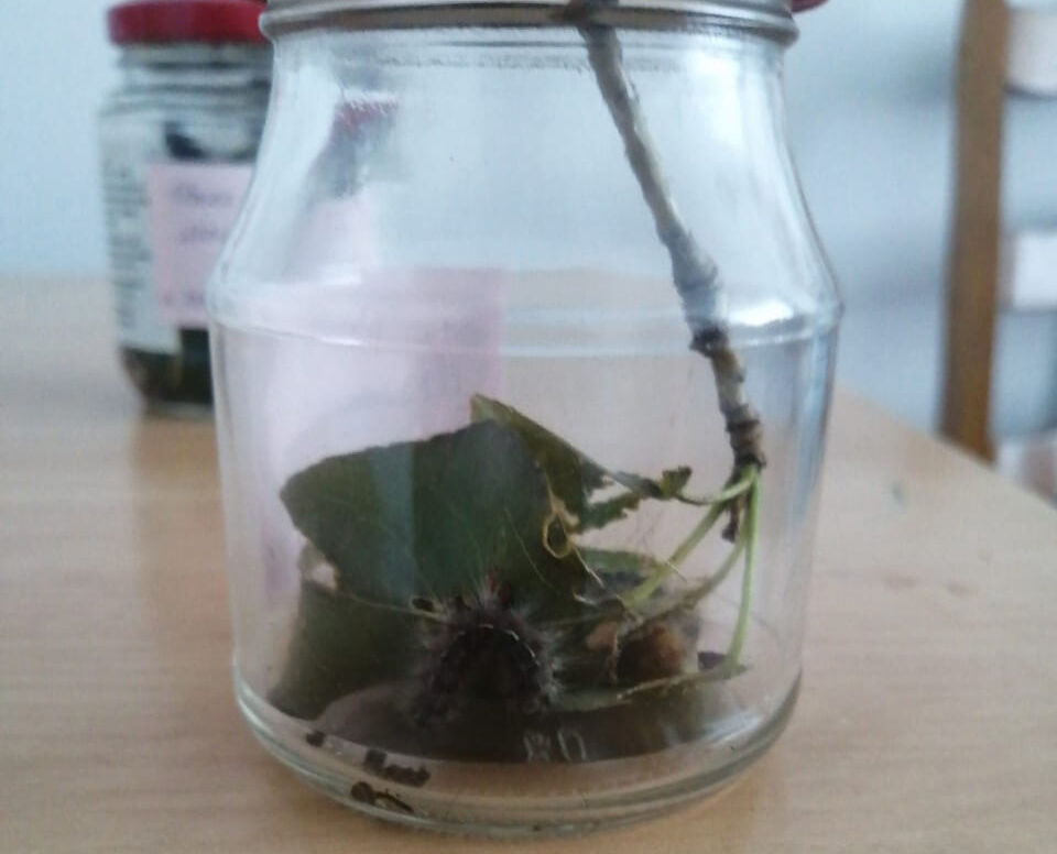 Аппетит на берёзы