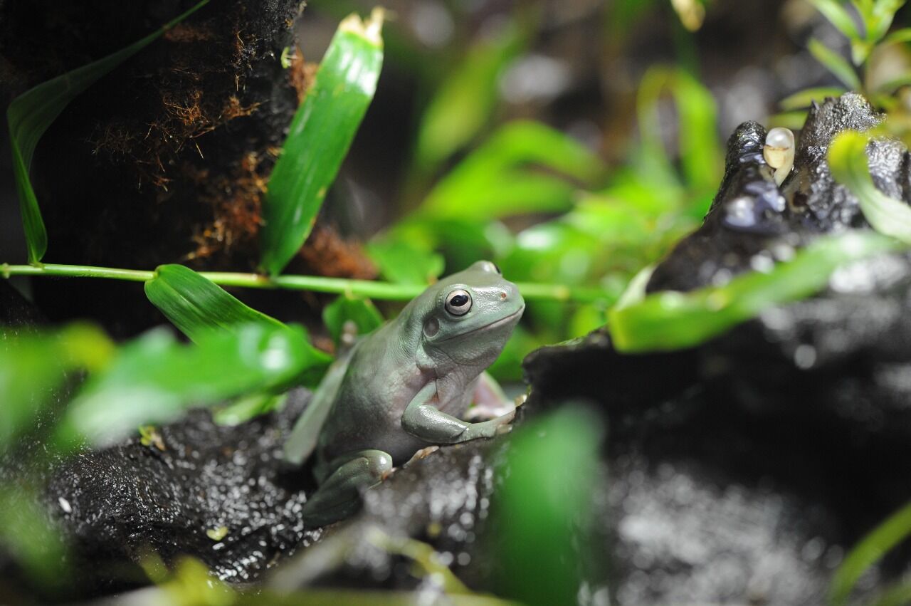 Спасибо,  что магистр!