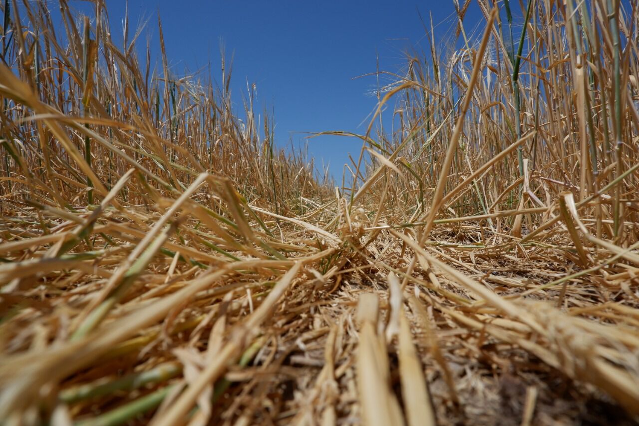 Отрава для итальянцев