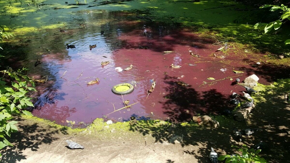 Пятьдесят оттенков красного