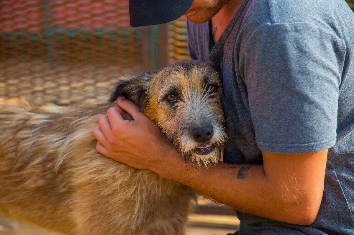 Только о жизни собачьей