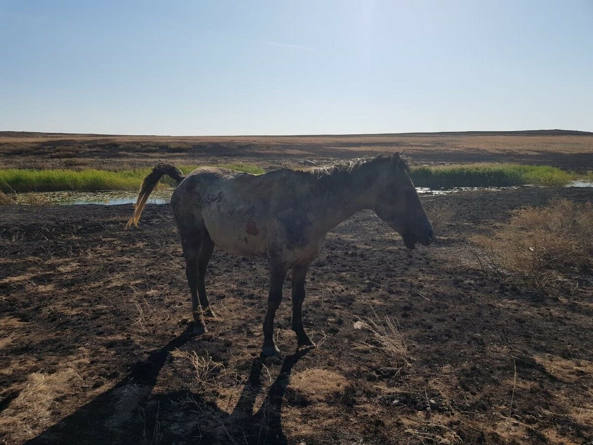 Выжженная земля