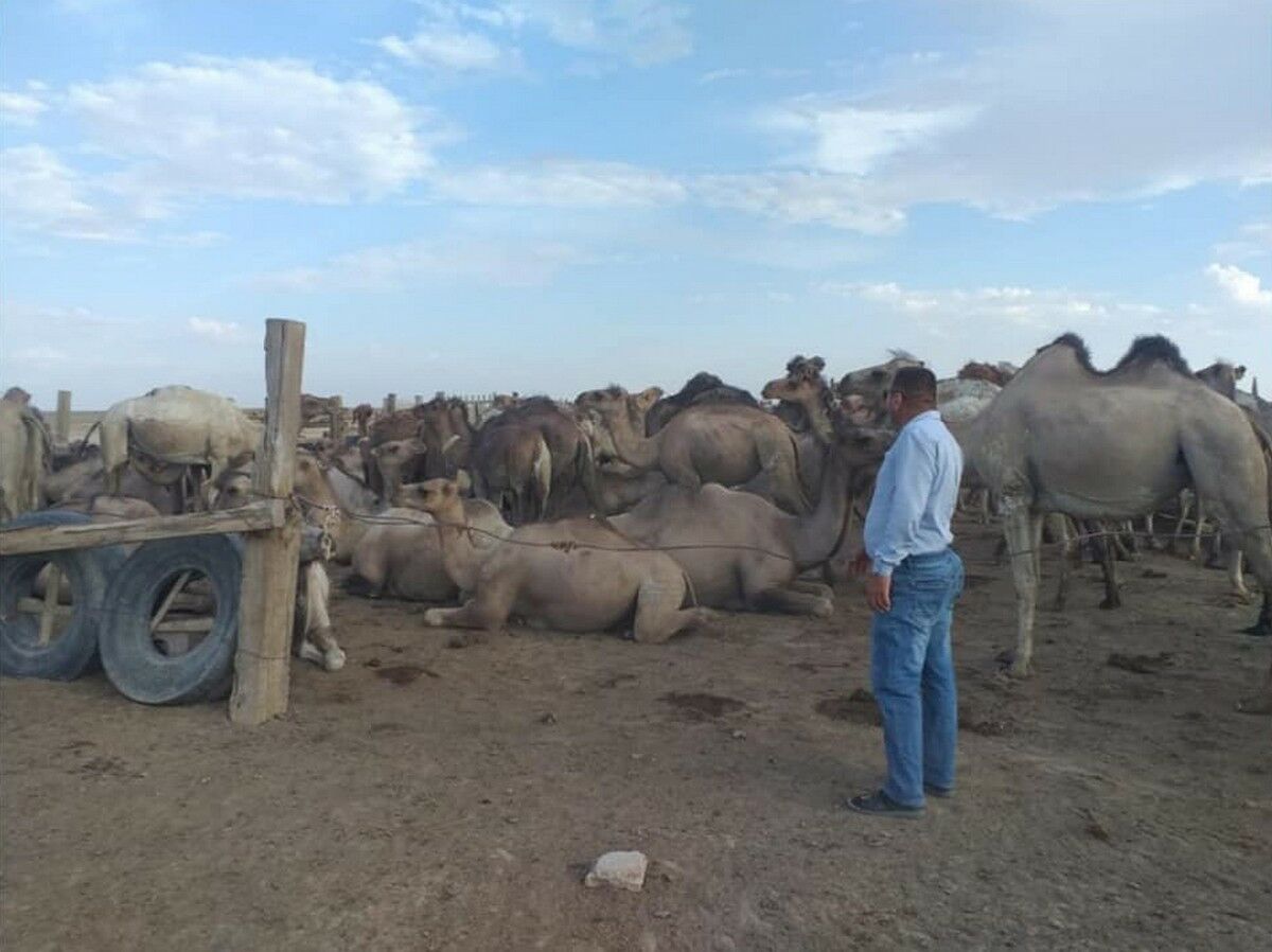 Жара. Крестьянин негодует