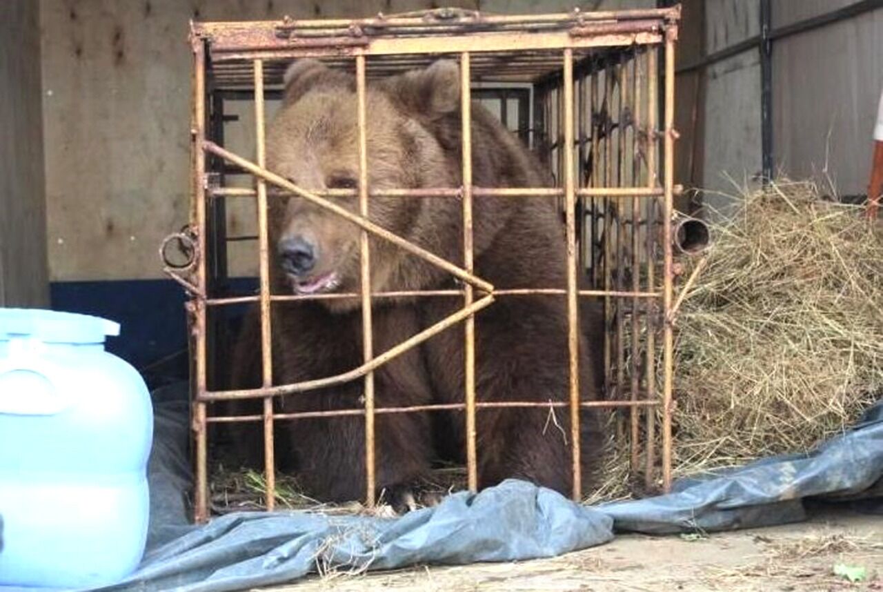 Медведь напал на ребенка в Костанае