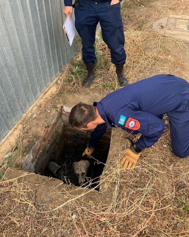 Бедняжка в выгребной яме
