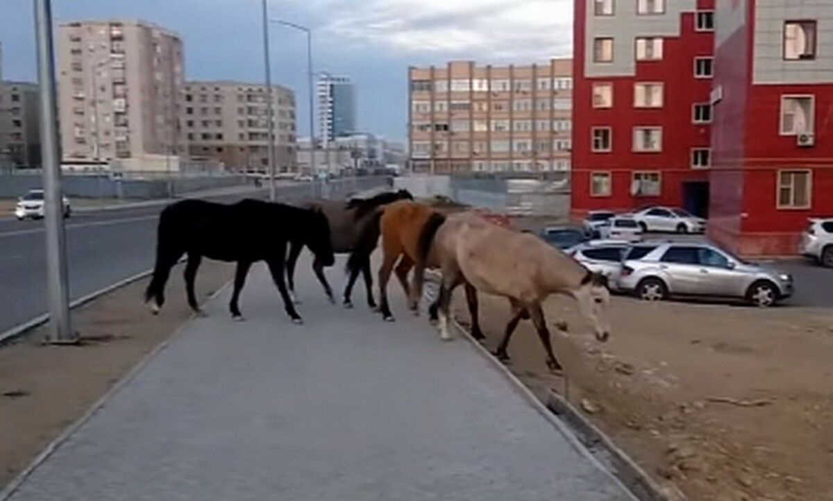 Скотское поведение