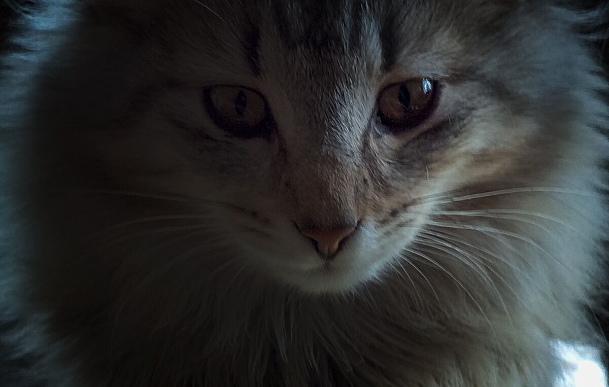 Полез на кошку