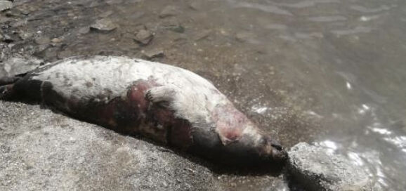 Число погибших близ месторождения Каражанбас тюленей достигло 94