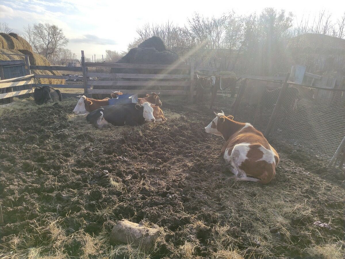 Экспортный тупик