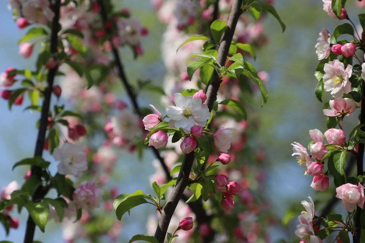 Это моя поляна!