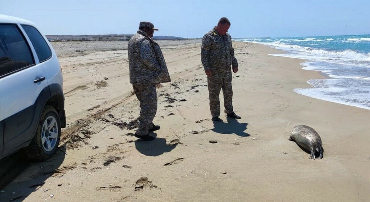 И снова мор обитателей моря