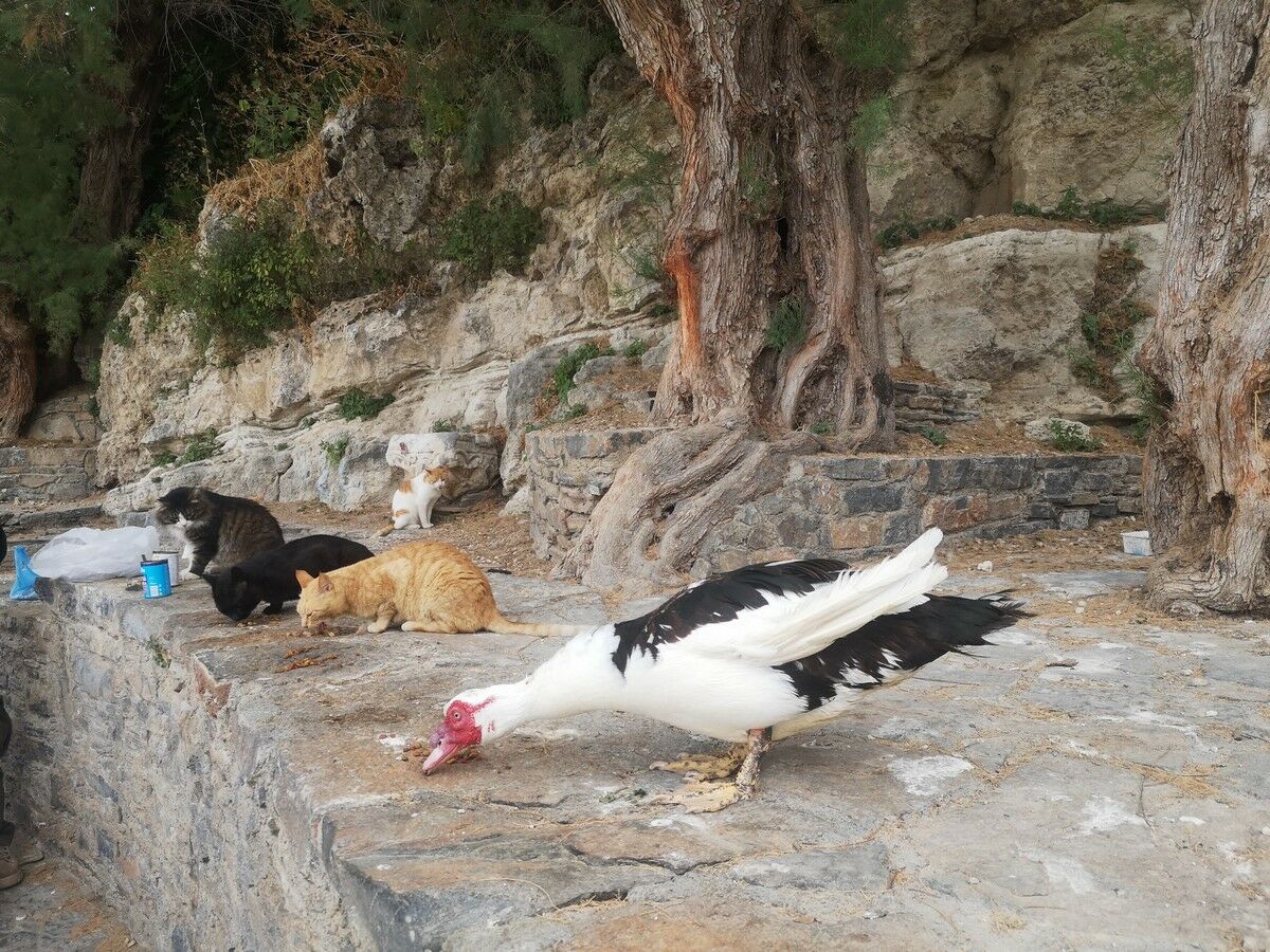 Калимэра, остров Крит – Фото №13