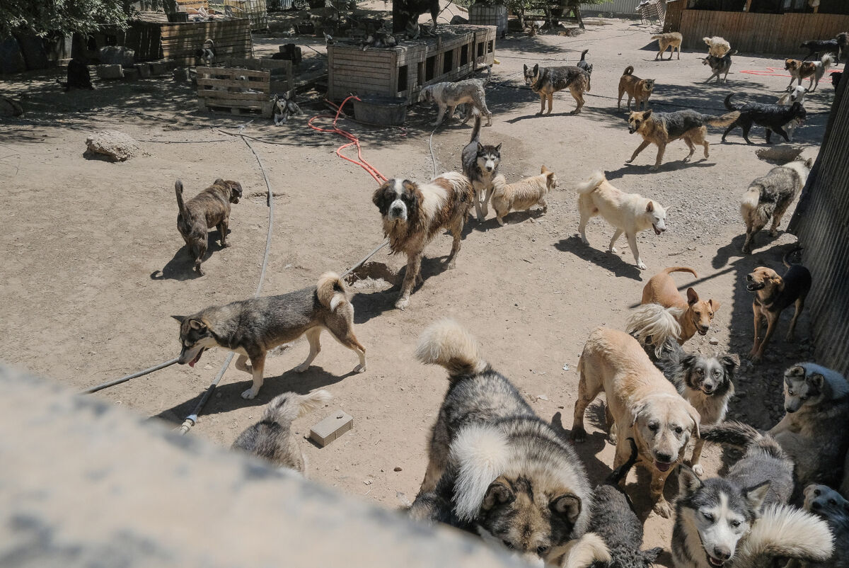 Кто выживет после грызни