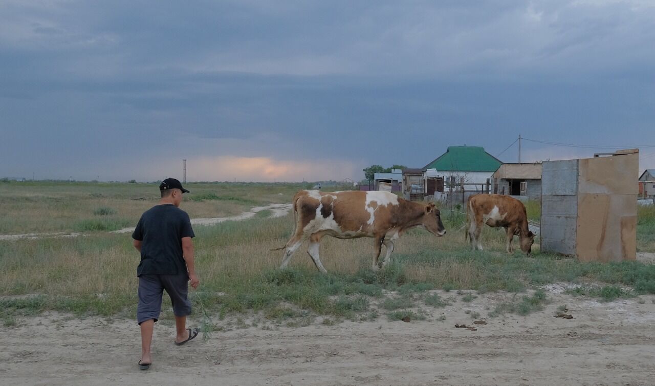 Пропала корова...