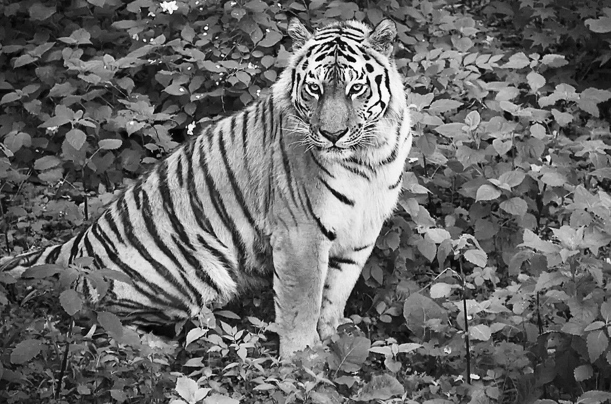 Тигров будут разводить в степи