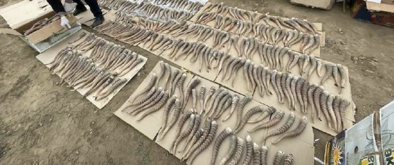 Более 900 рогов сайгака обнаружили у жителя Актюбинской области