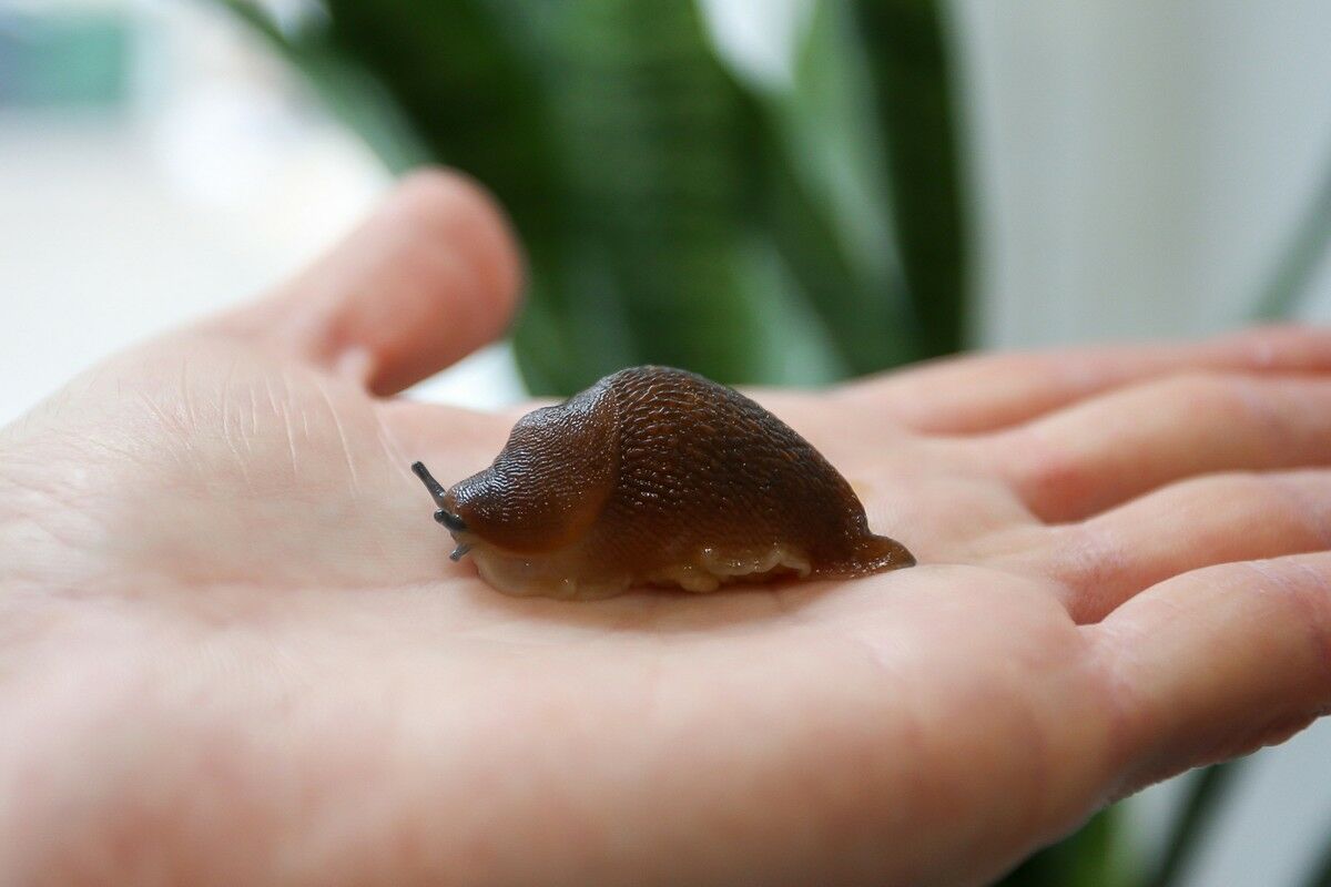 Слизни и жуки полезнее свинины и говядины