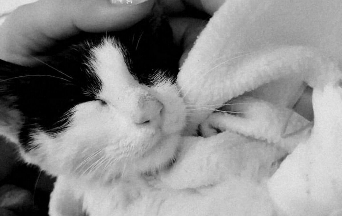 Ушла на радугу несчастная Живуля