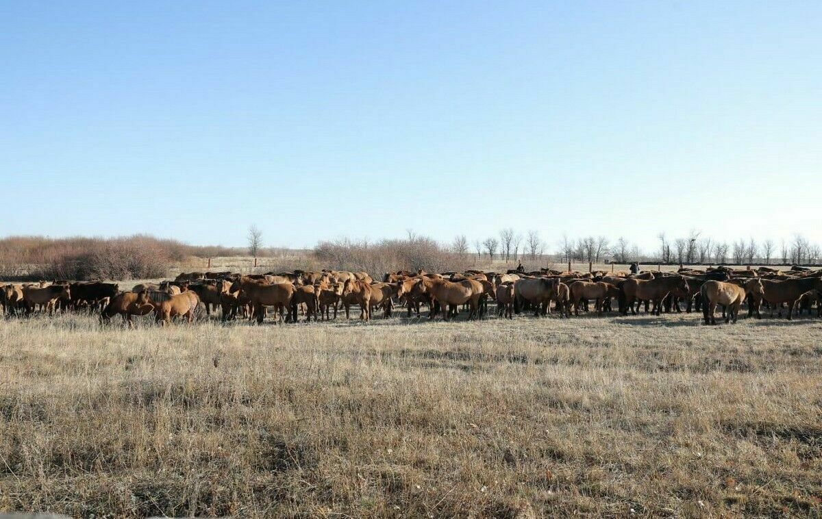 Токаев обеспокоен дефицитом пастбищ в Алматинской области