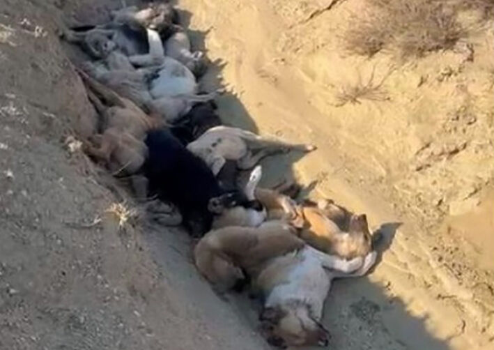 Вот собаки!