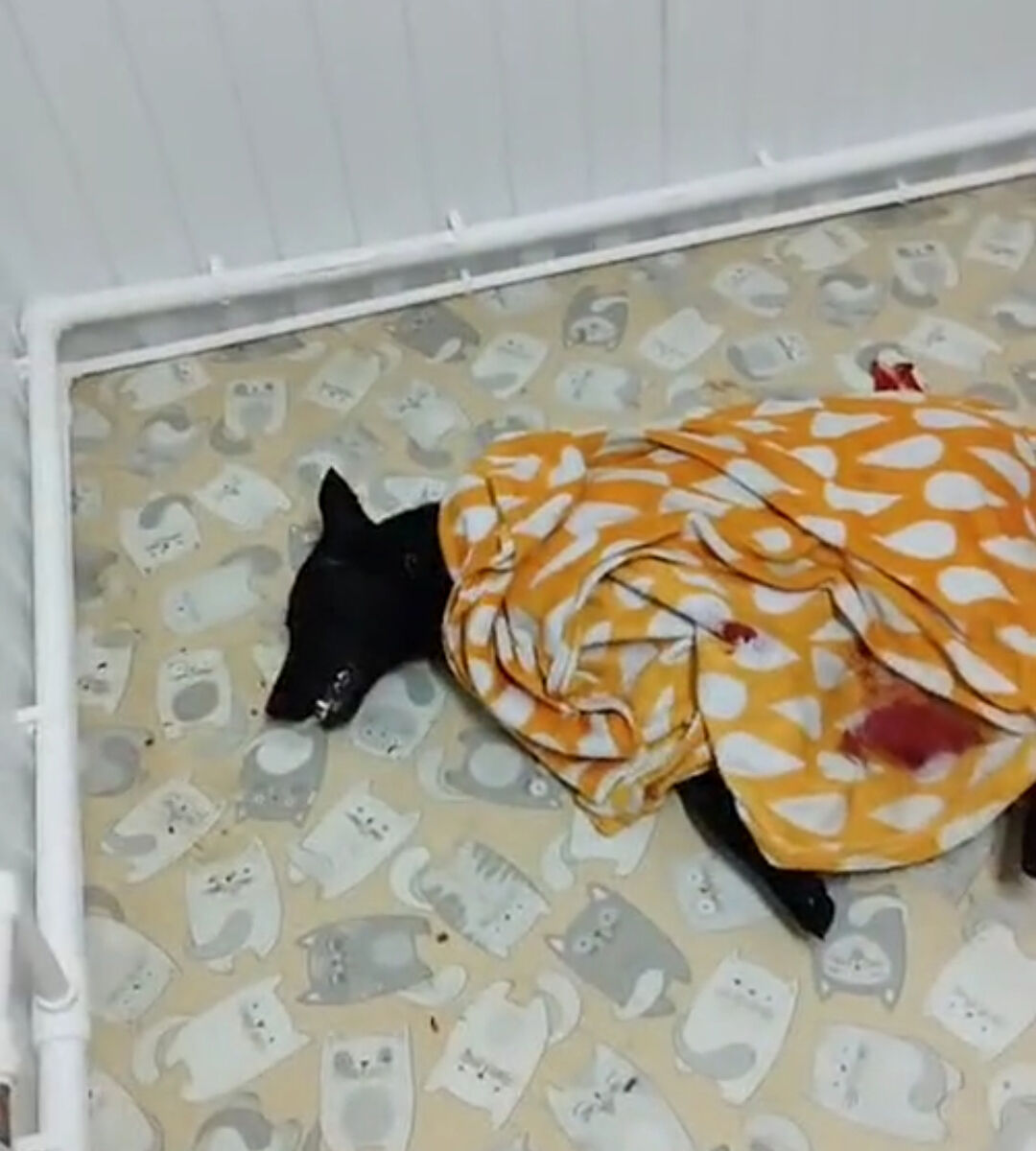 Выстрел в общественное мнение