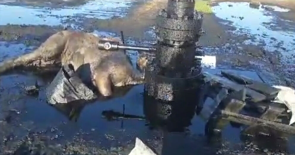 В поисках хозяина