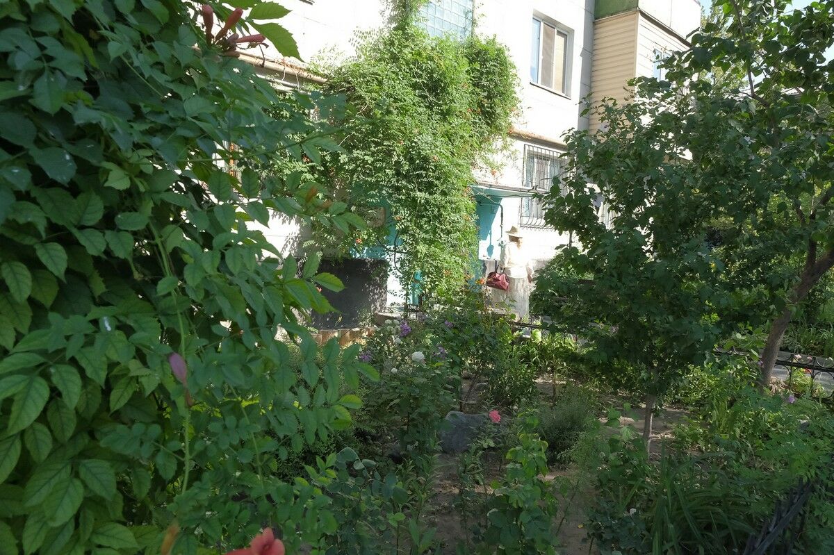 Алматинцы превратили палисадники в огороды и сады – Фото №6