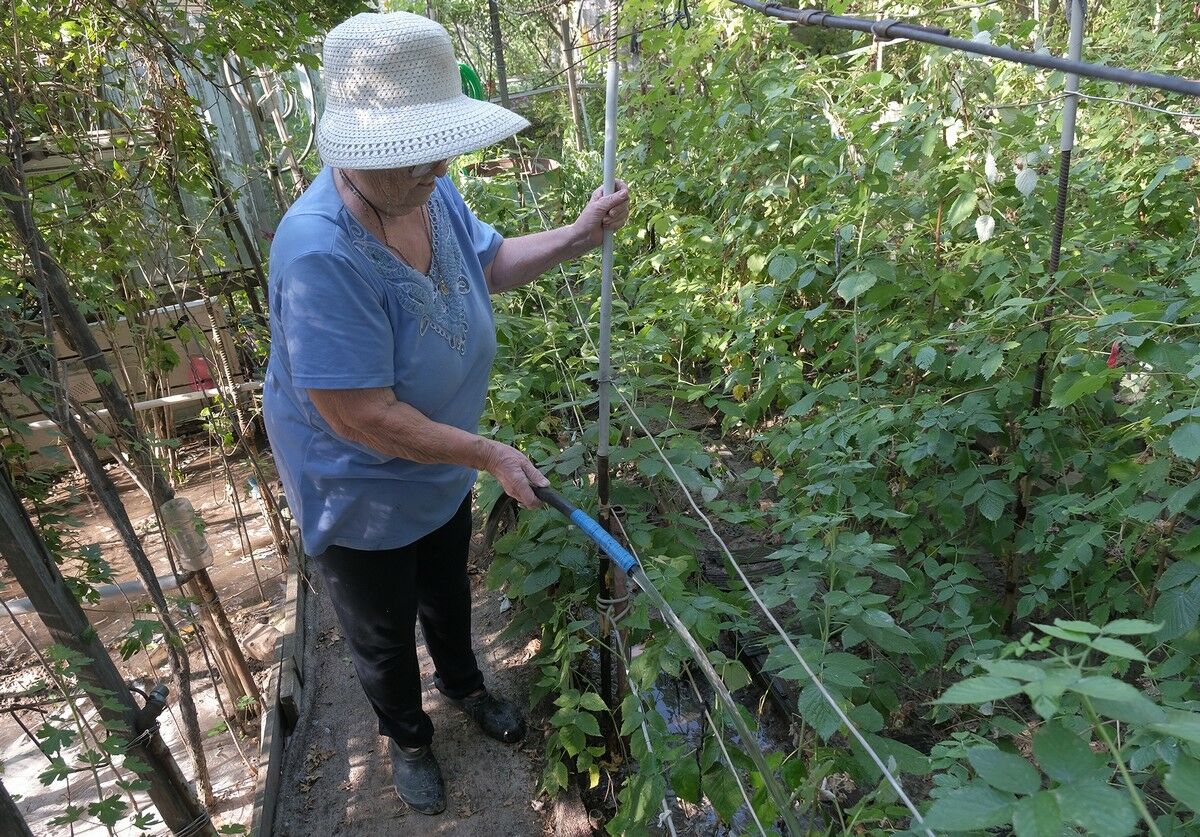 Алматинцы превратили палисадники в огороды и сады – Фото №7