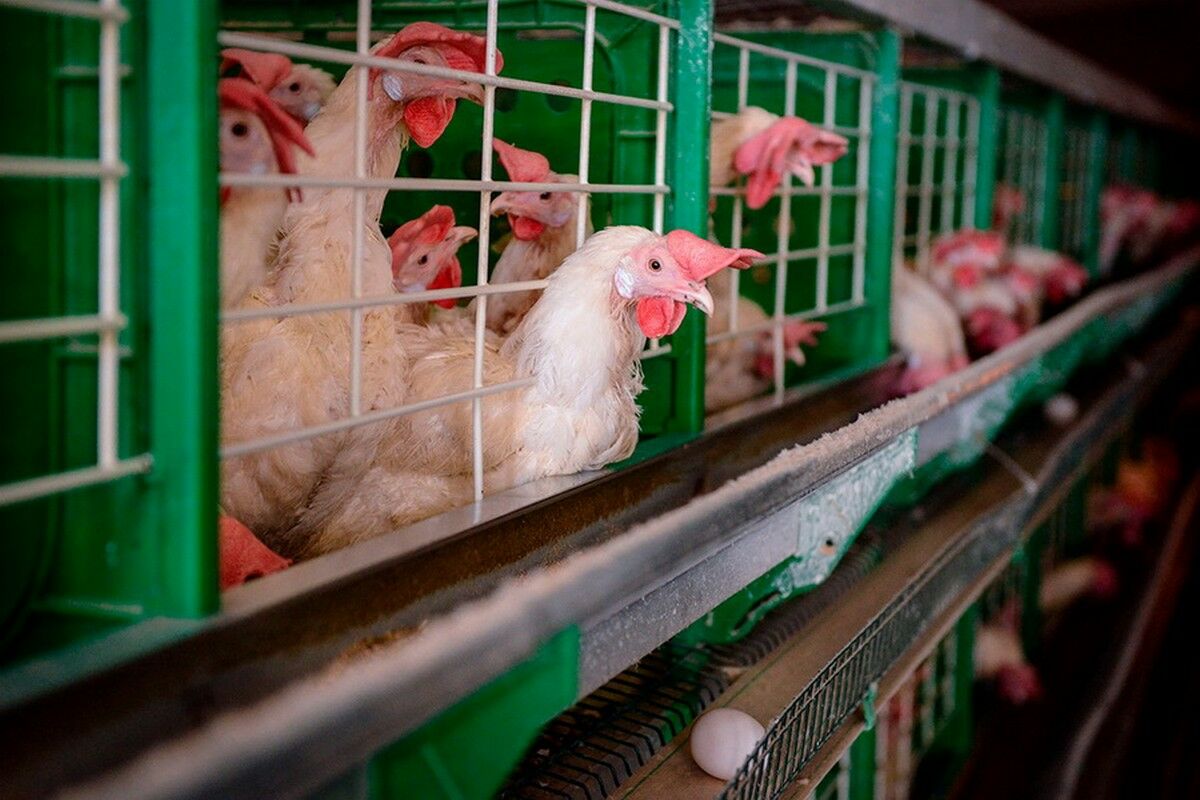 С ответным приветом от фермеров