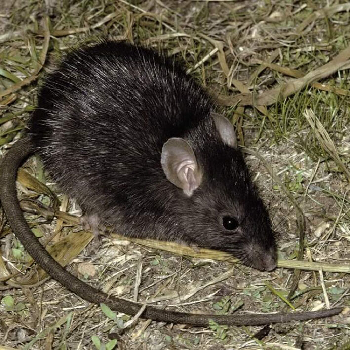 Твари на бульваре